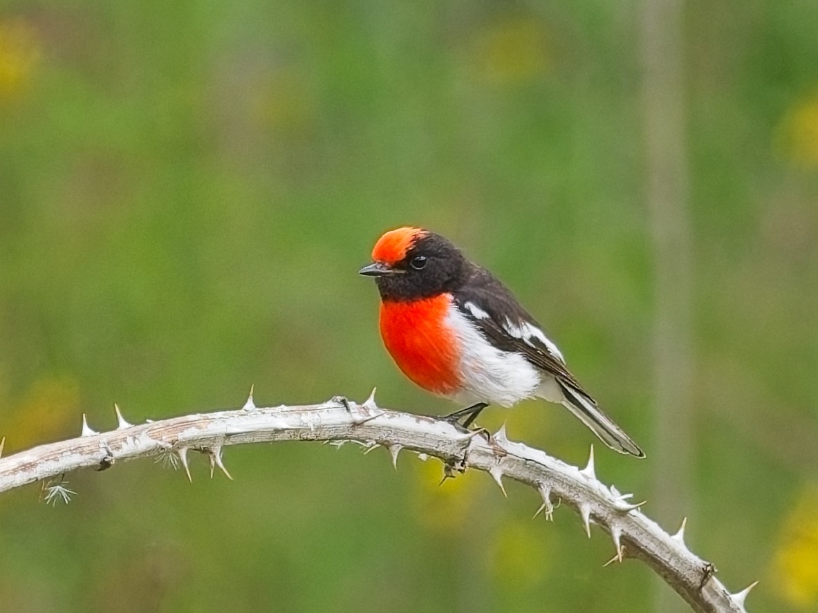 Red-capped Robin - ML647456242