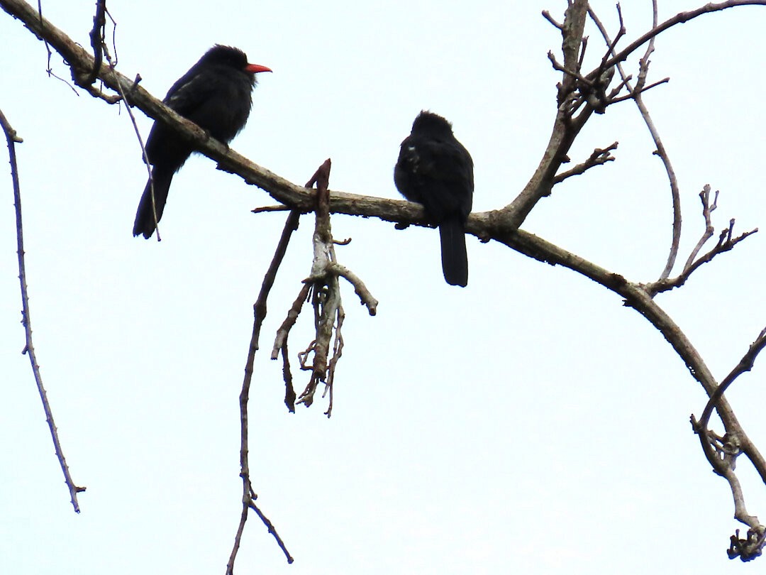 Black Nunbird - ML647456243