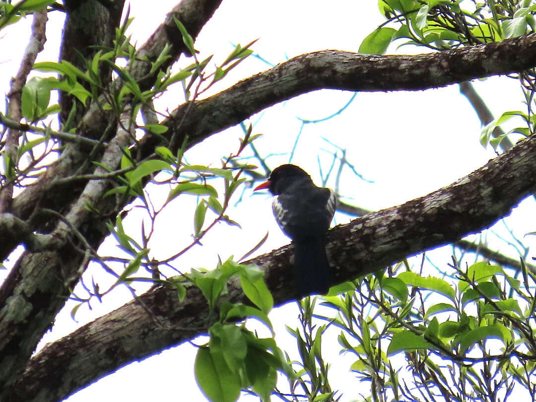 Black Nunbird - ML647456244