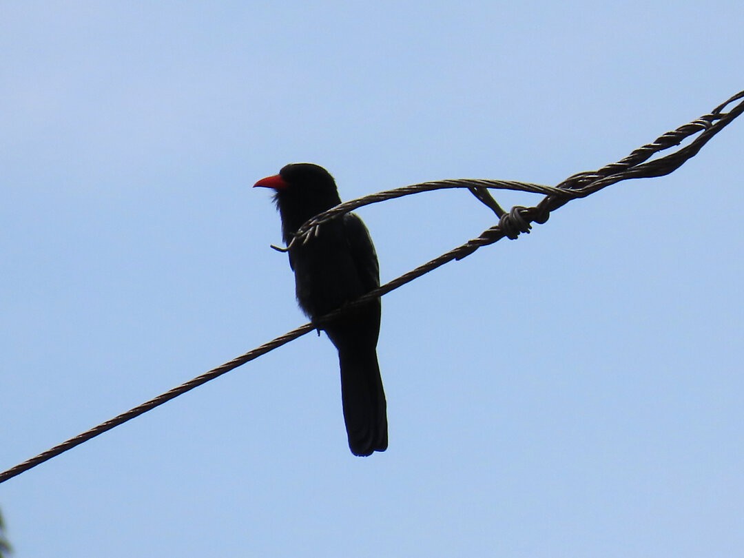 Black Nunbird - ML647456245