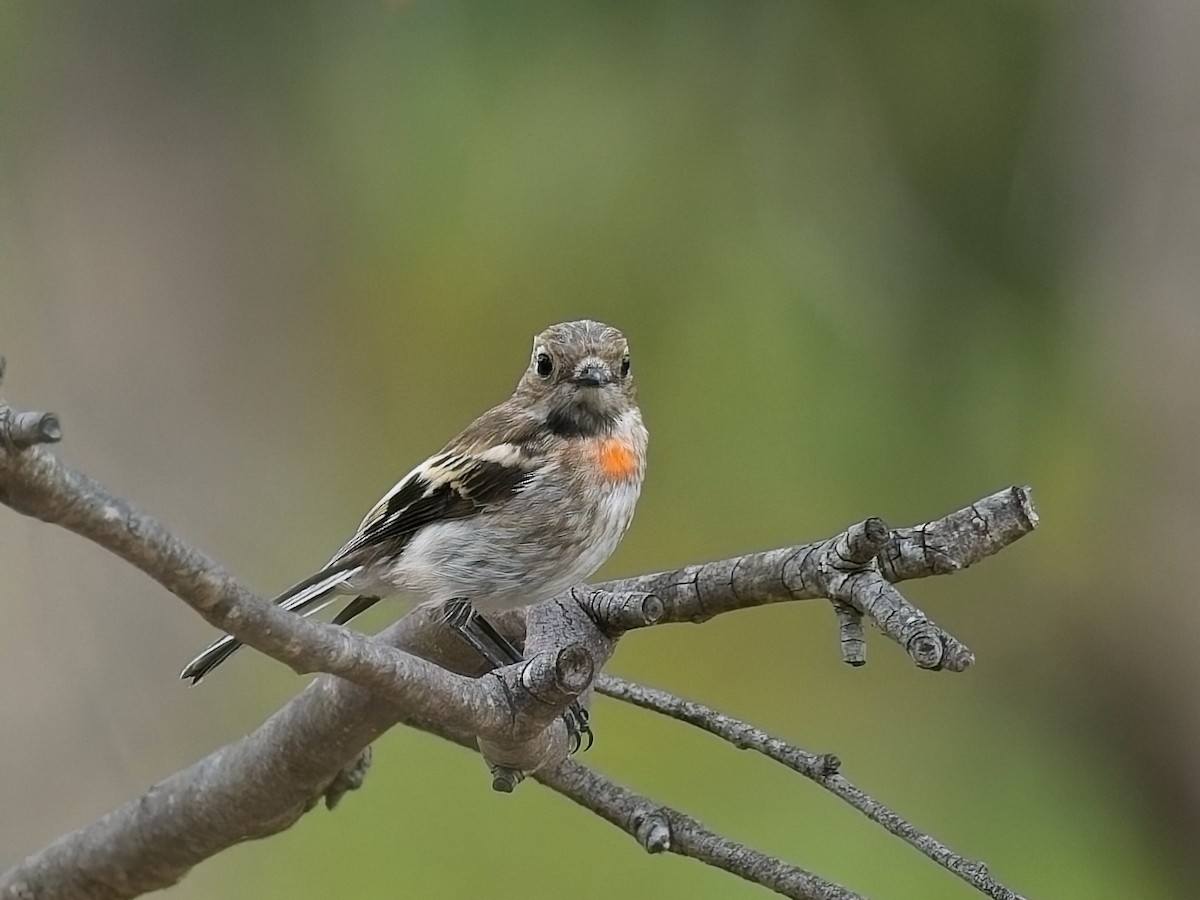 Scarlet Robin - ML647456246