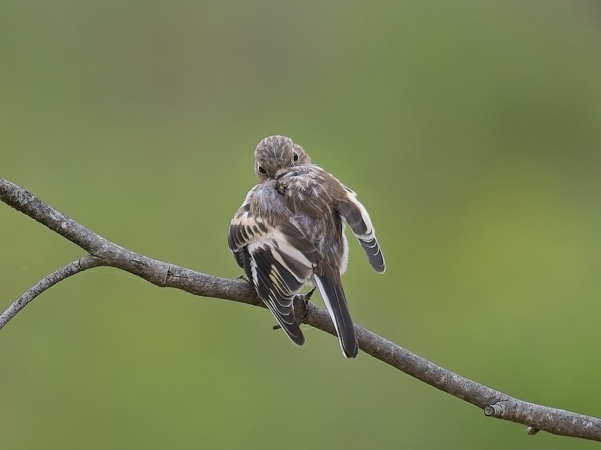 Scarlet Robin - ML647456247