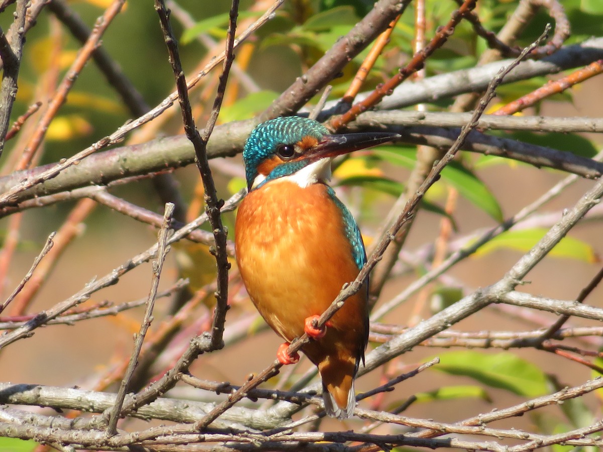 翠鳥 - ML647456248