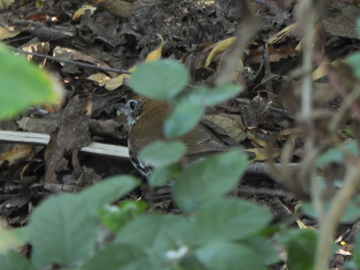 Wood Thrush - ML647456249