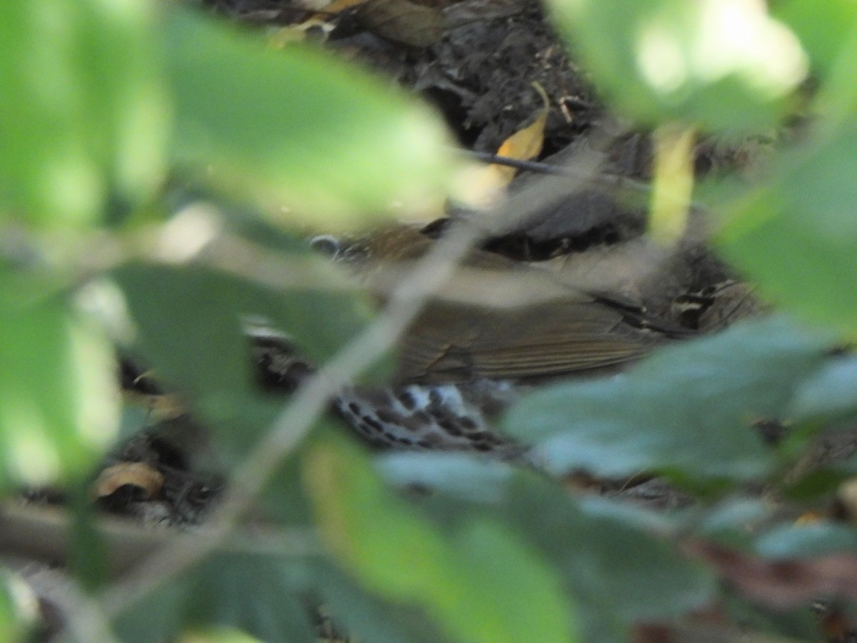 Wood Thrush - ML647456250