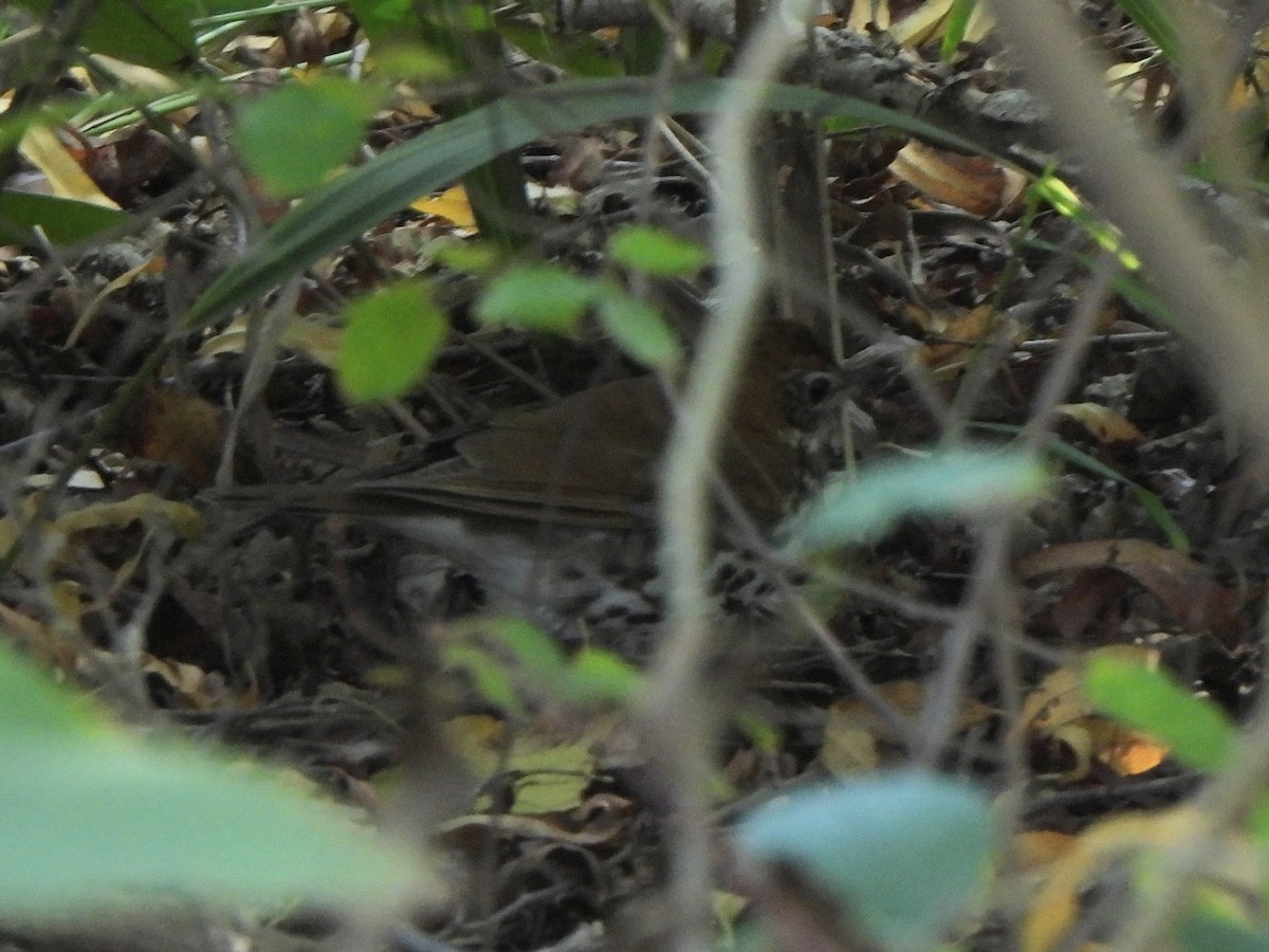 Wood Thrush - ML647456251