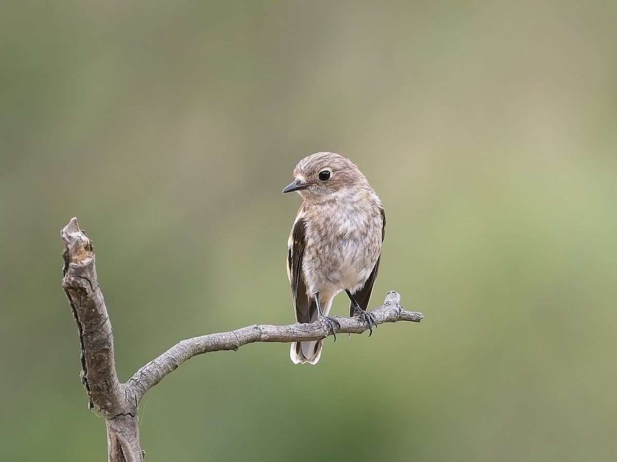 Scarlet Robin - ML647456252