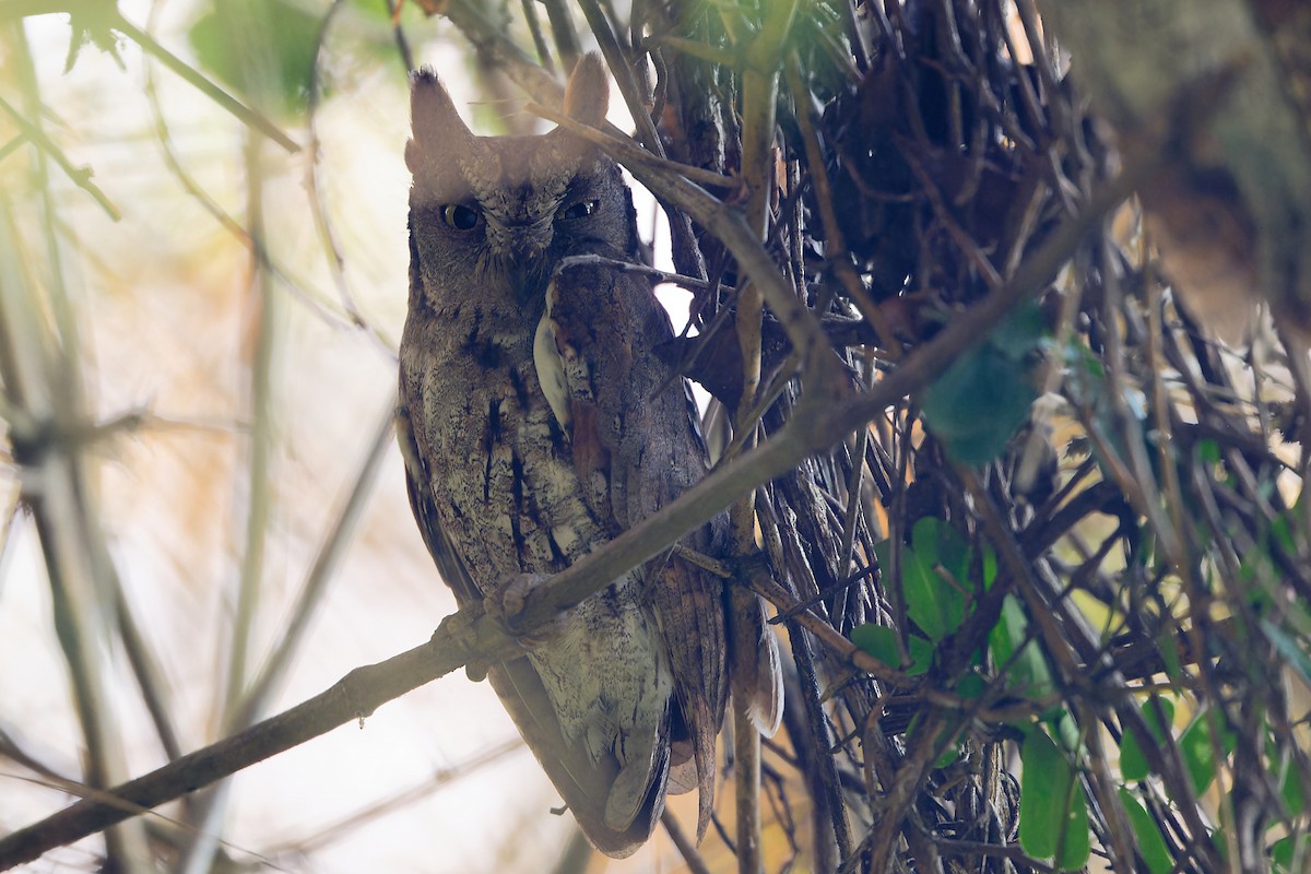 Uzakdoğu İshakkuşu - ML647456269