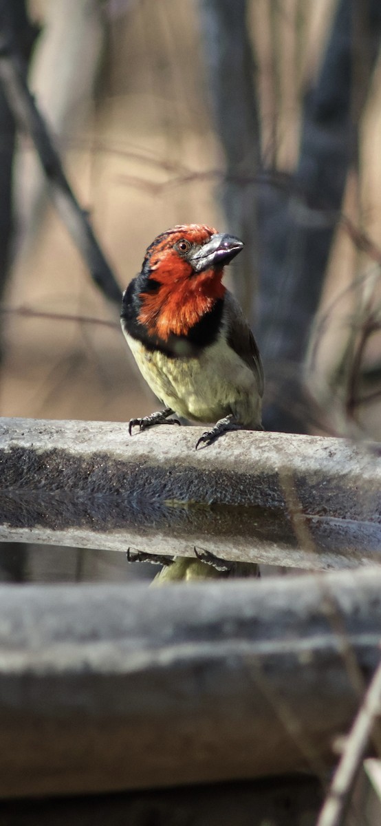 Лібія чорношия - ML647456272
