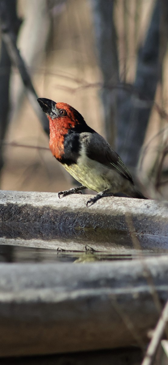 Лібія чорношия - ML647456273