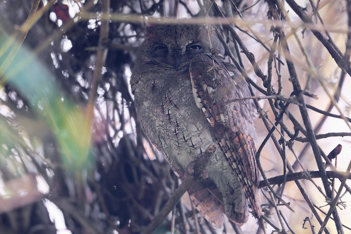 Uzakdoğu İshakkuşu - ML647456274