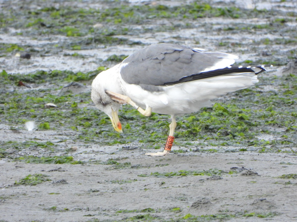 Kaio iluna - ML647456275