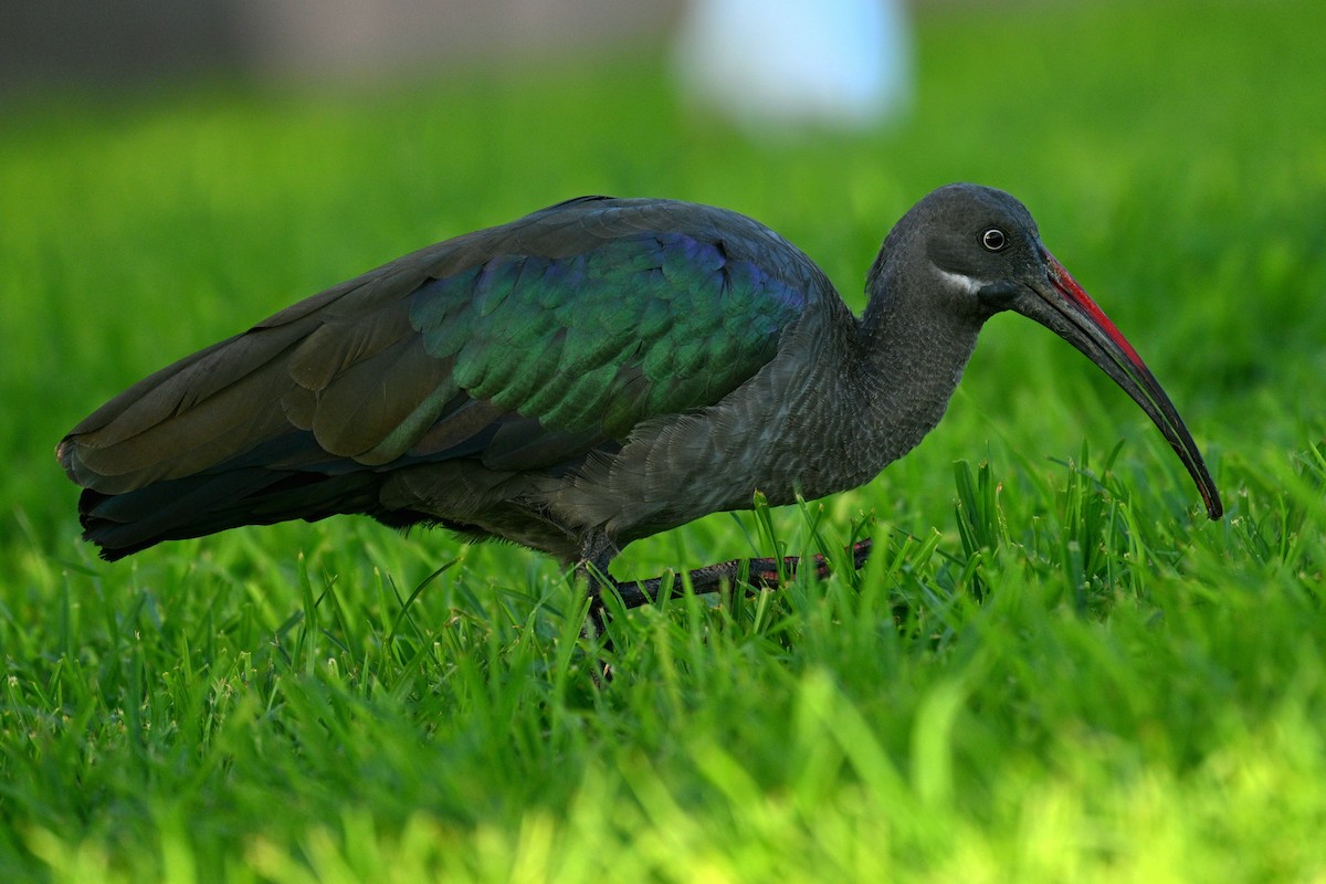 Hadada Ibis - ML647456288
