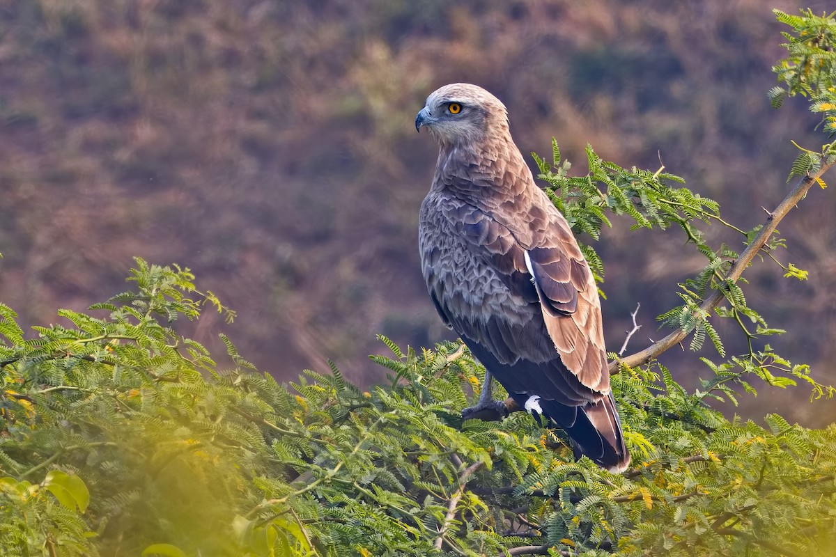 Short-toed Snake-Eagle - ML647456292