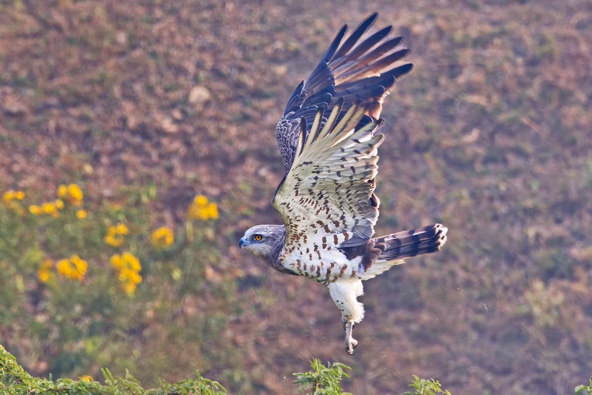 Short-toed Snake-Eagle - ML647456294