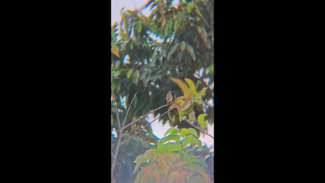 Garden Sunbird - ML647456314