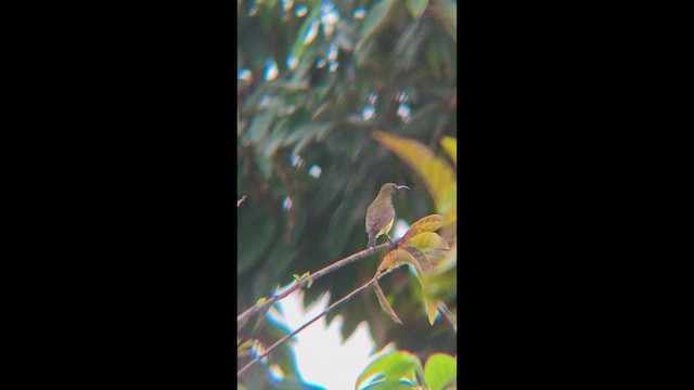 Garden Sunbird - ML647456316