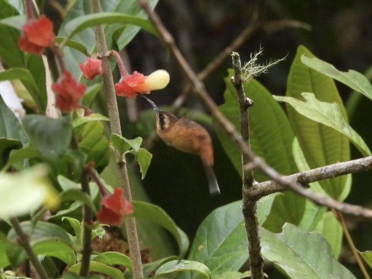 Gray-chinned Hermit - ML647456320