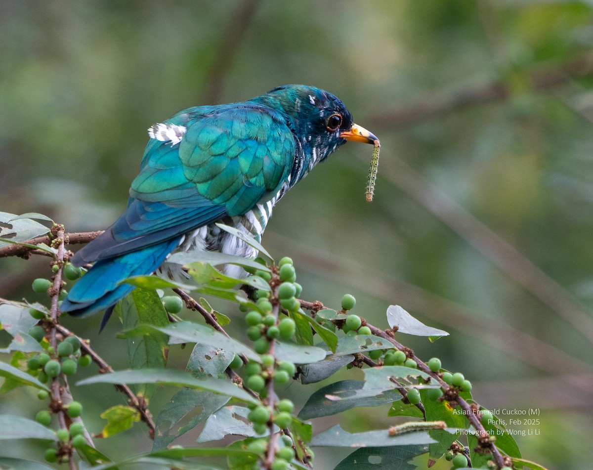 Asian Emerald Cuckoo - ML647456324