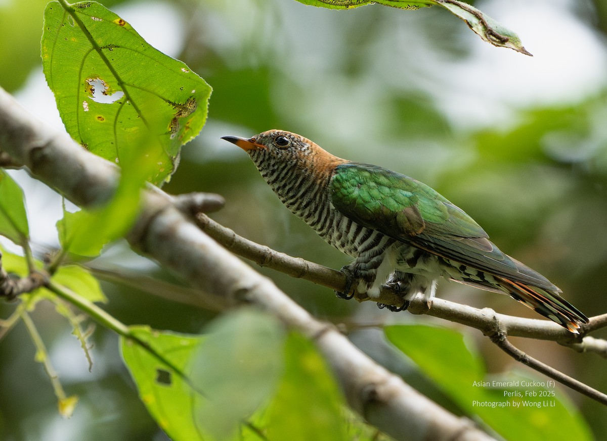 Asian Emerald Cuckoo - ML647456325