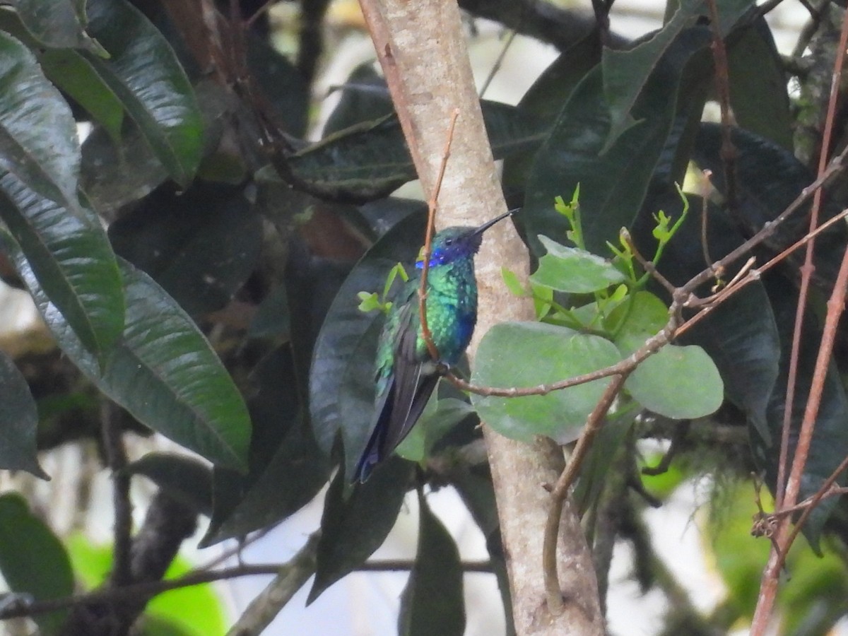 Sparkling Violetear - ML647456334