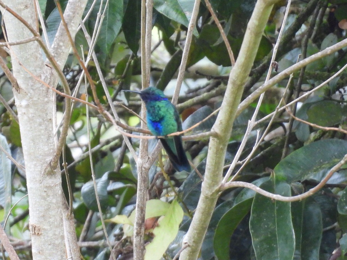 Sparkling Violetear - ML647456335