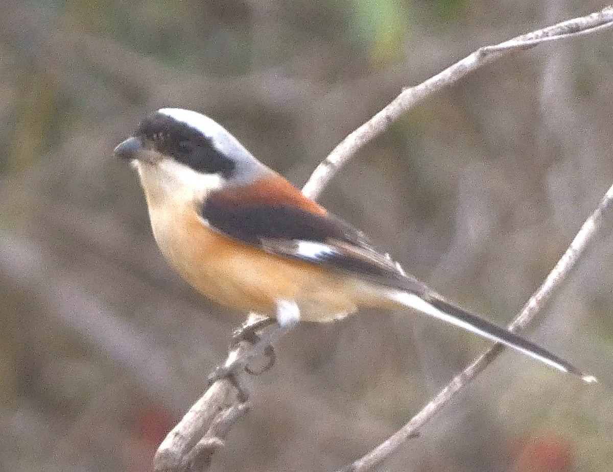 Bay-backed Shrike - ML647456338