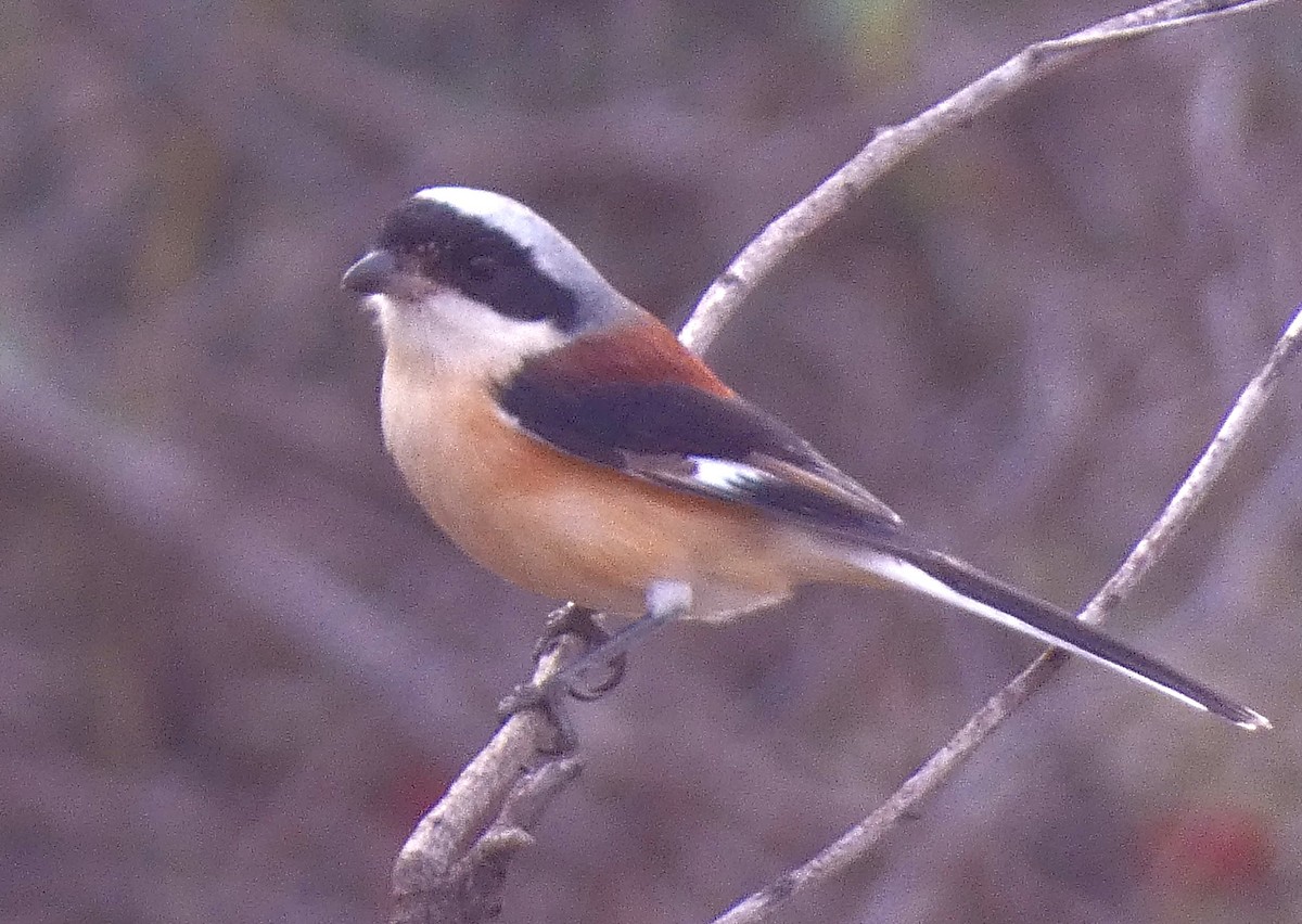Bay-backed Shrike - ML647456339