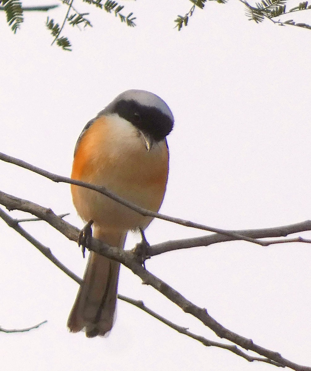 Bay-backed Shrike - ML647456345