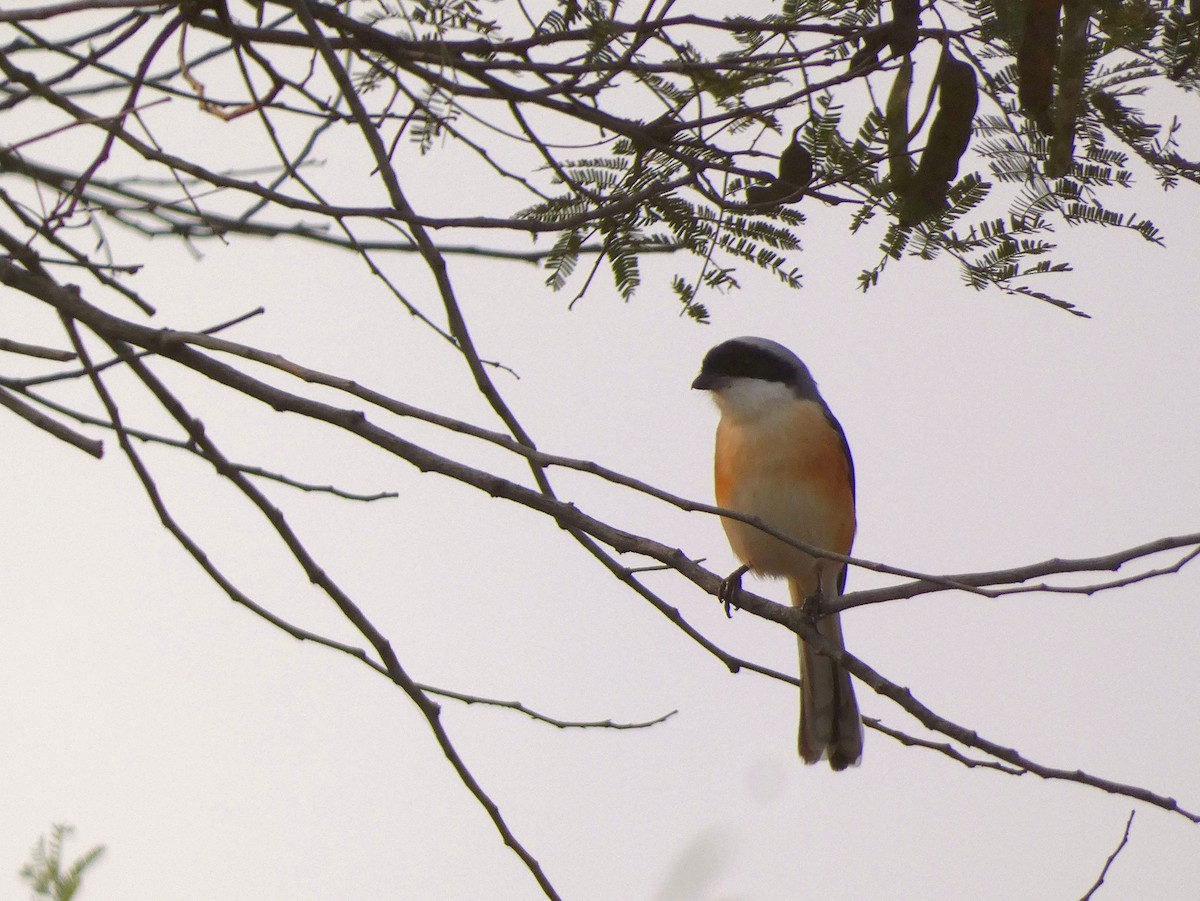 Bay-backed Shrike - ML647456346