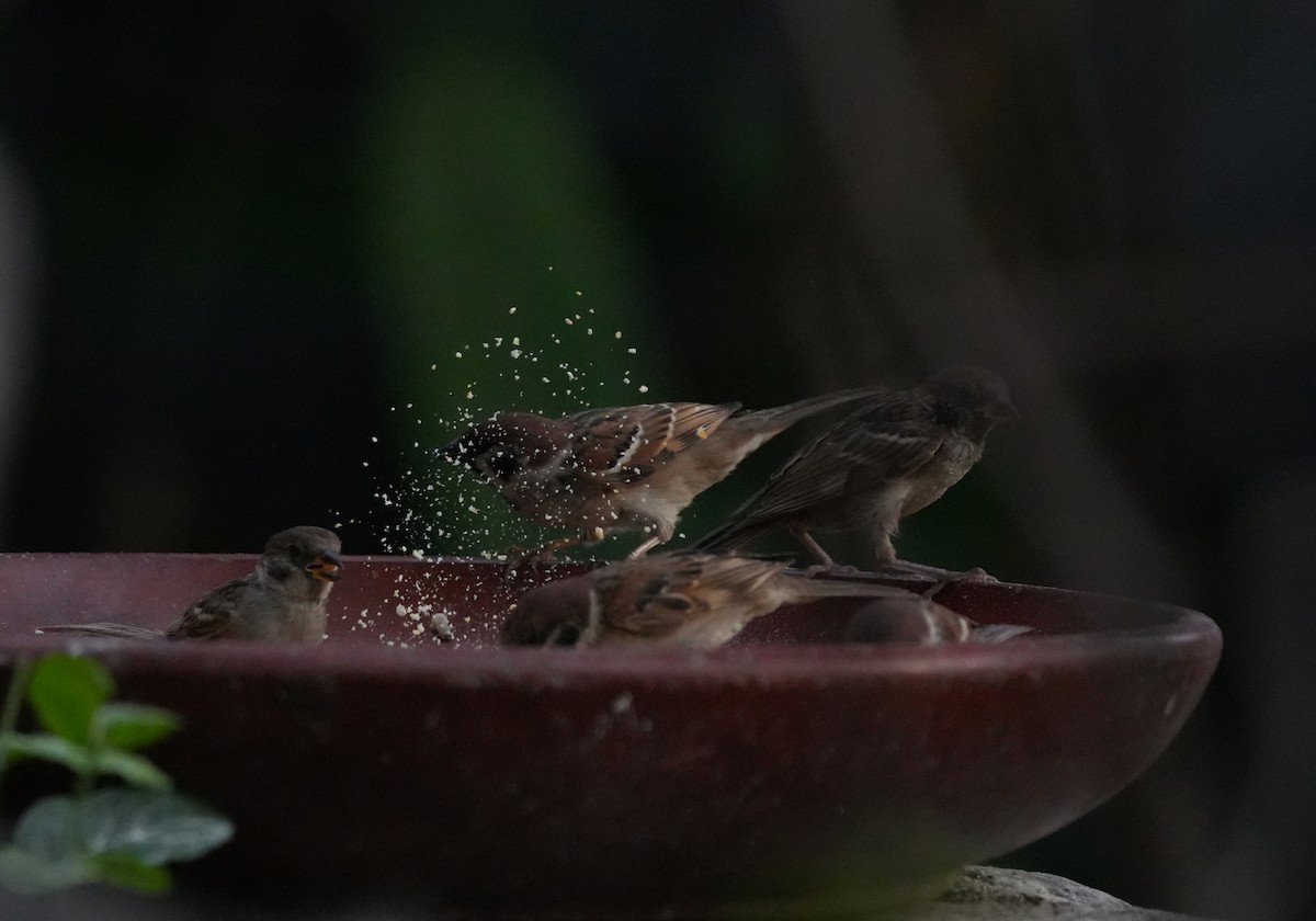 Eurasian Tree Sparrow - Sandy Gayasih