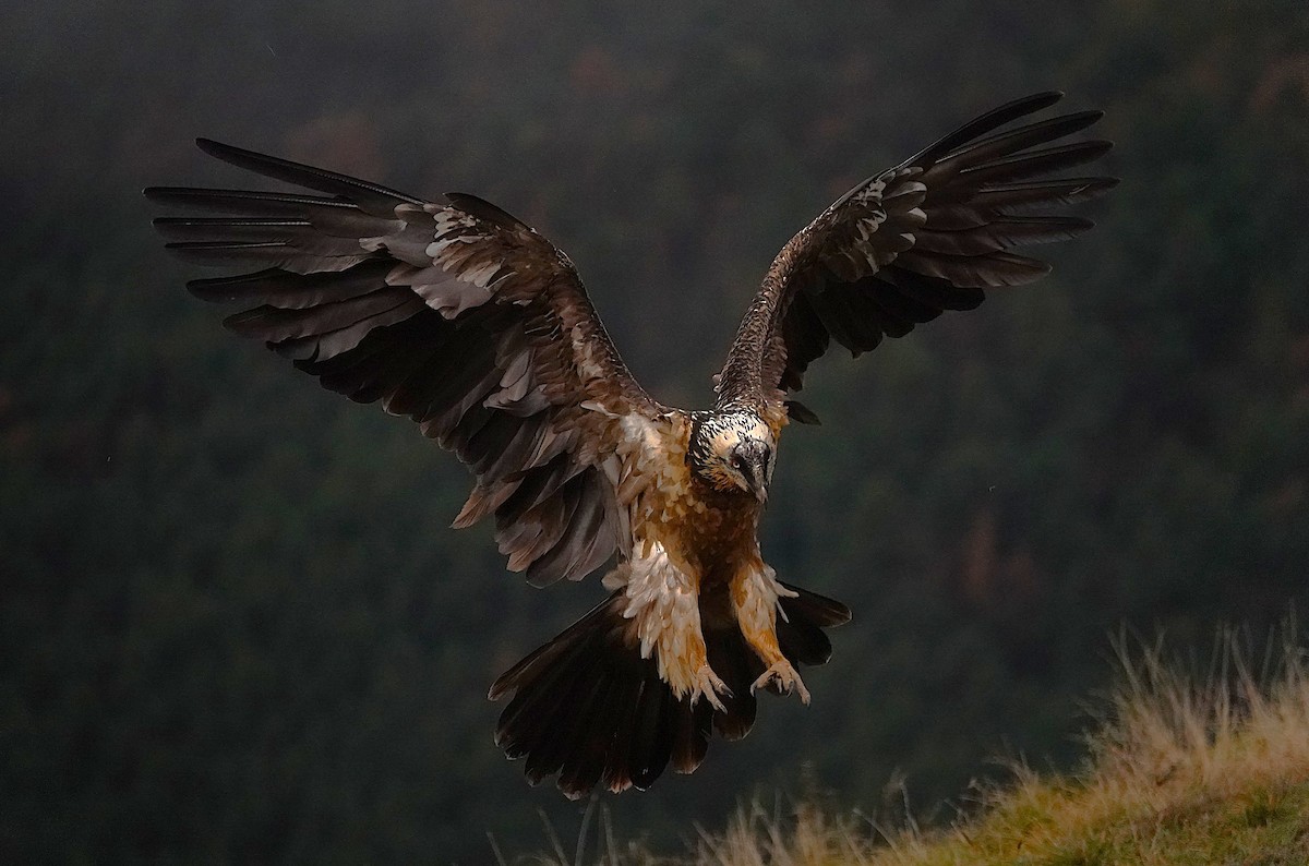 ヒゲワシ - ML647456364