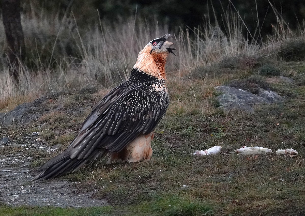 ヒゲワシ - ML647456368