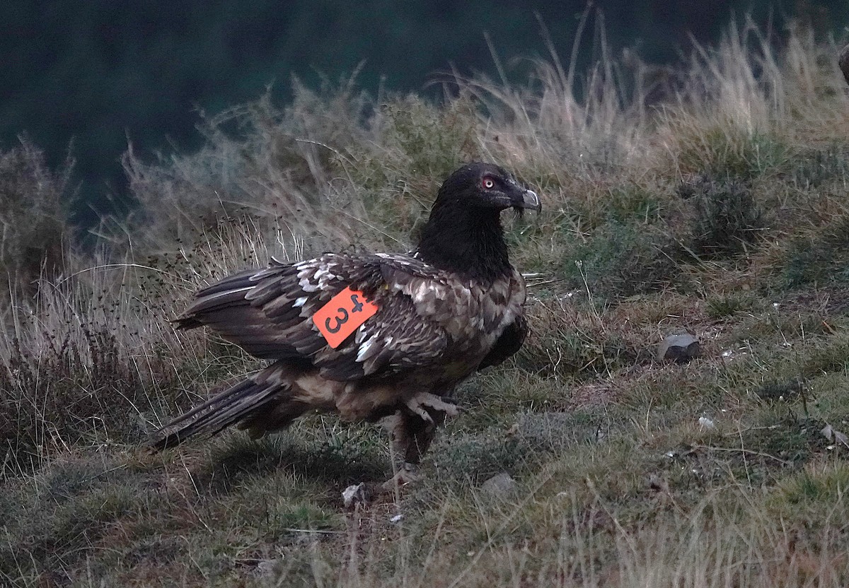 ヒゲワシ - ML647456369