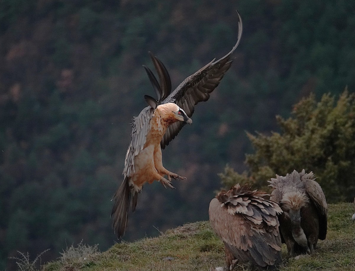 ヒゲワシ - ML647456370