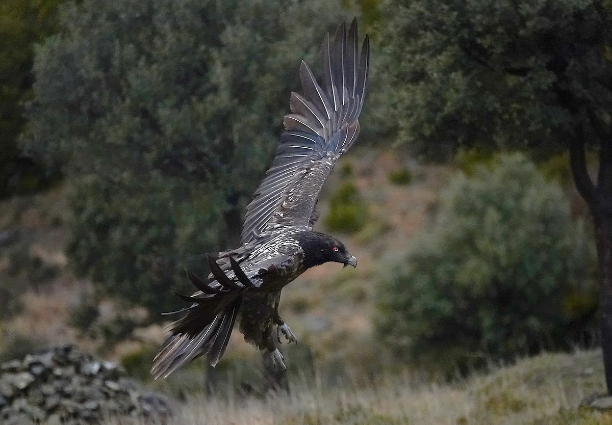 ヒゲワシ - ML647456371