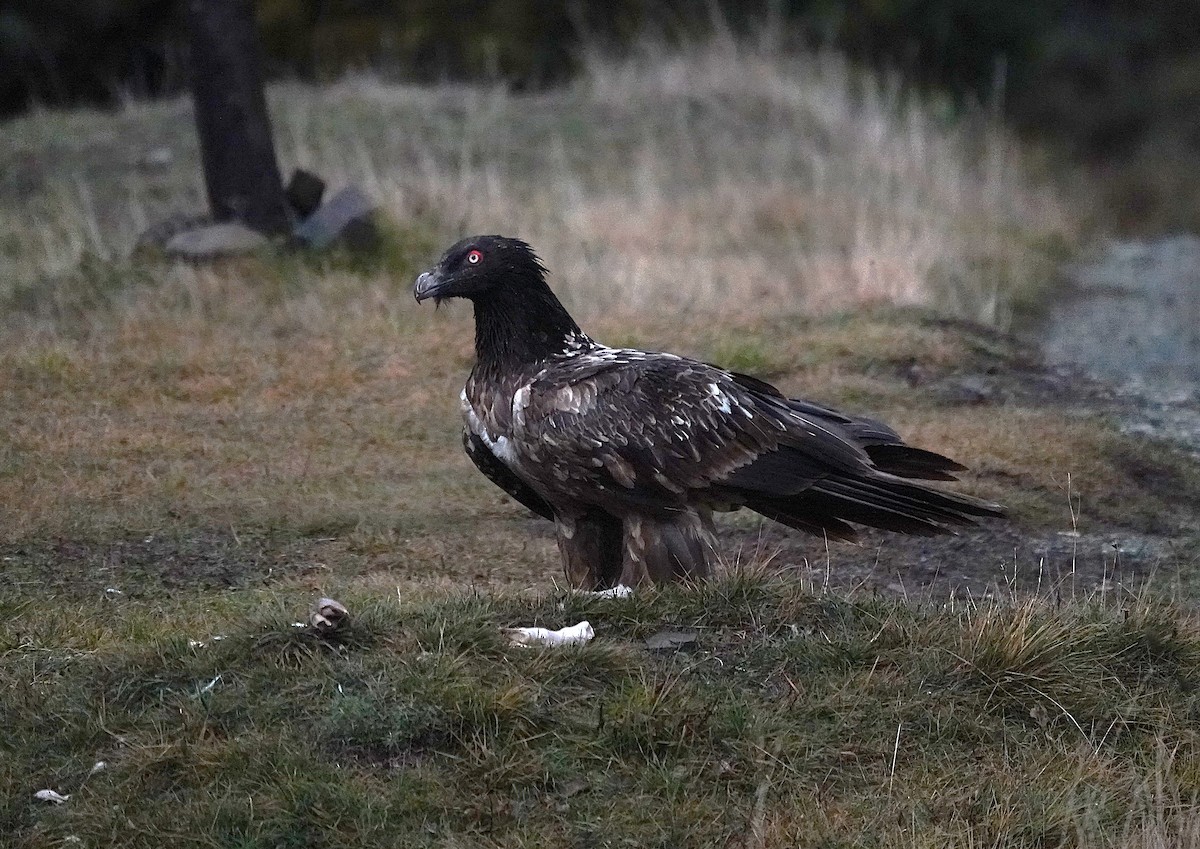 ヒゲワシ - ML647456372