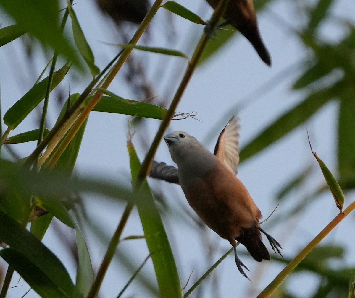 Pale-headed Munia - ML647456376