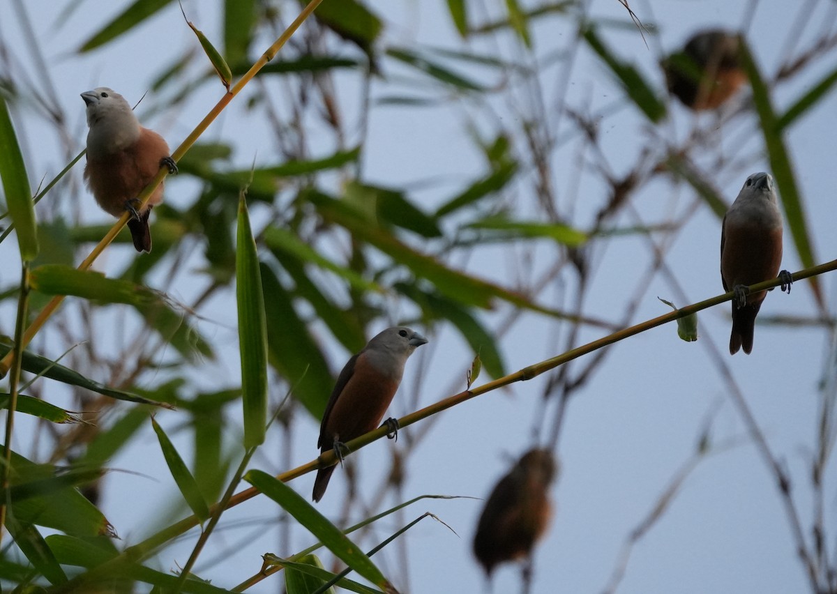 セレベスヘキチョウ - ML647456377