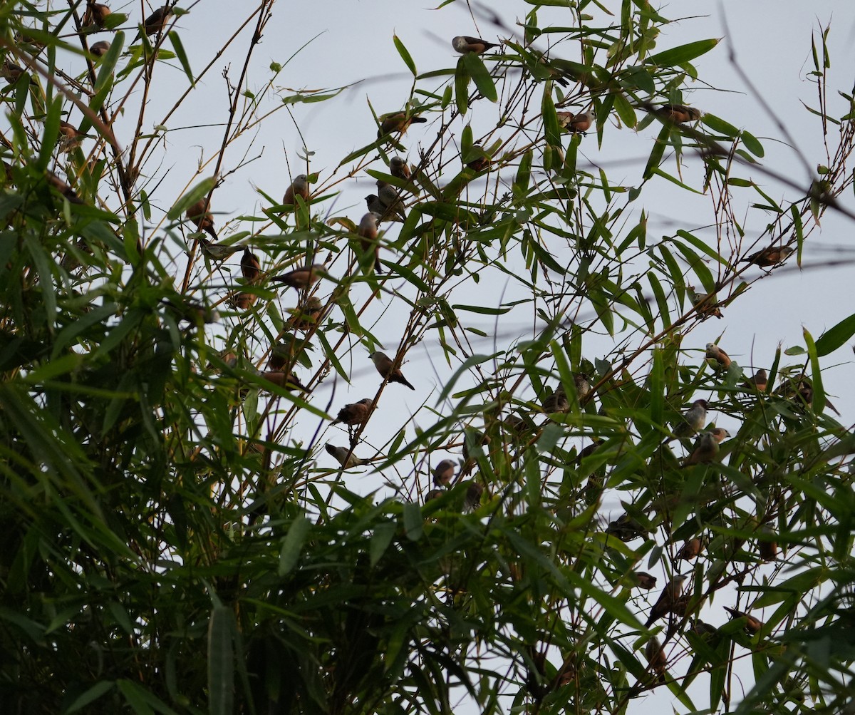 セレベスヘキチョウ - ML647456378