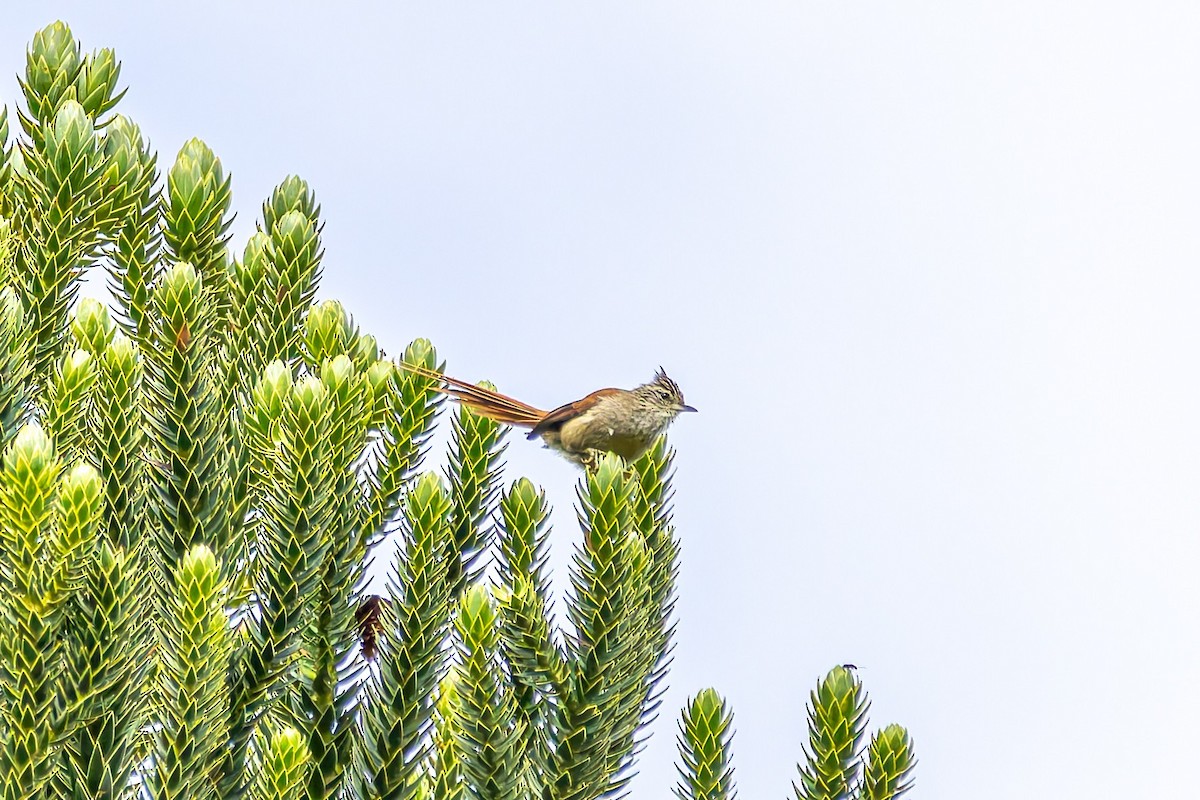 カンムリエナガカマドドリ - ML647456379