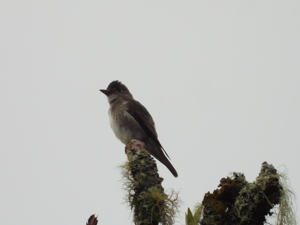 ナキヒタキモドキ - ML647456381