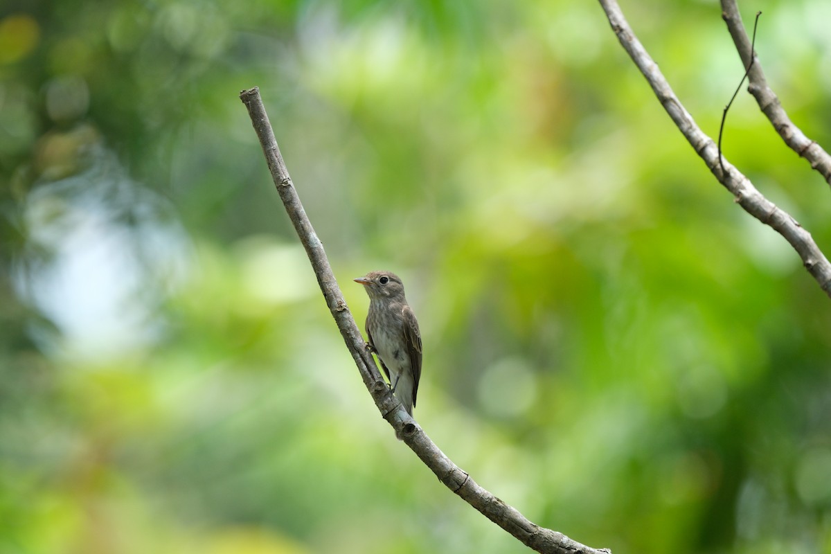 ミナミコサメビタキ - ML647456382