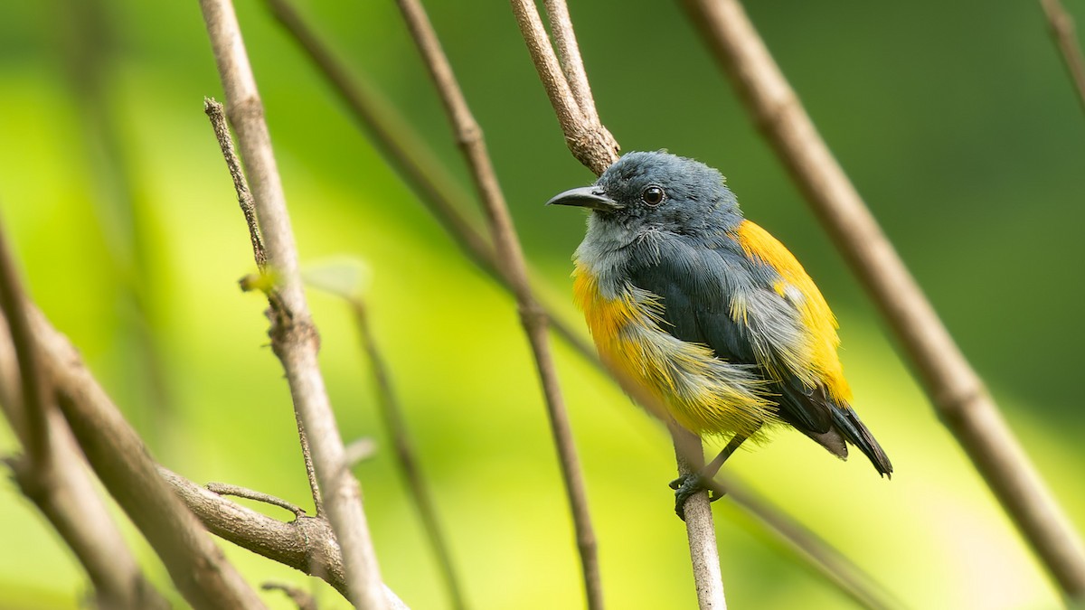 オレンジハナドリ - ML647456383