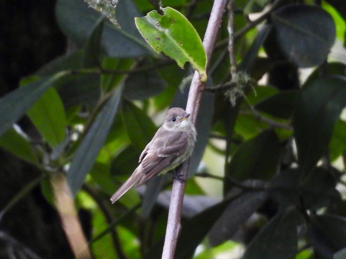 ニシモリタイランチョウ - ML647456386