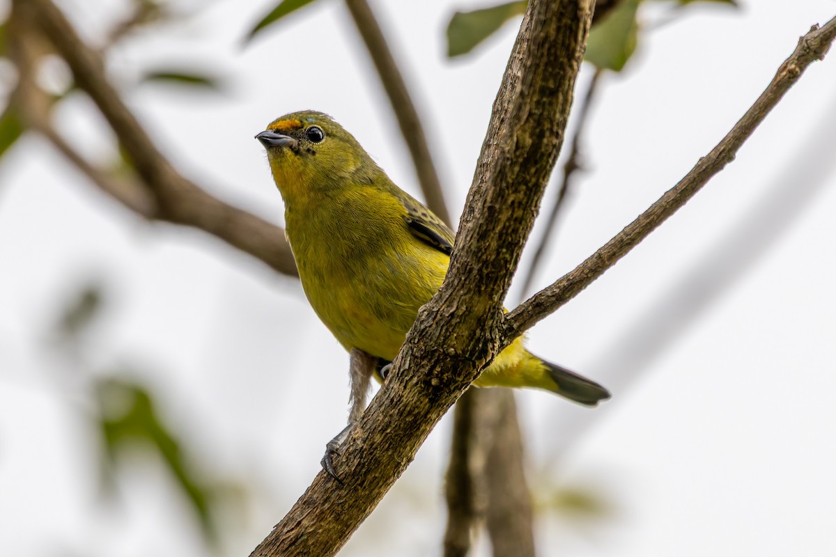 キンゴシフウキンチョウ - ML647456387