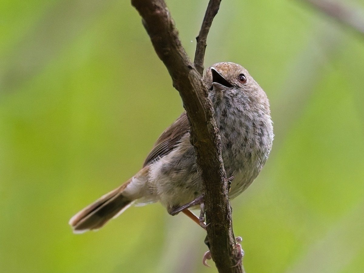 チャイロトゲハシムシクイ - ML647456393