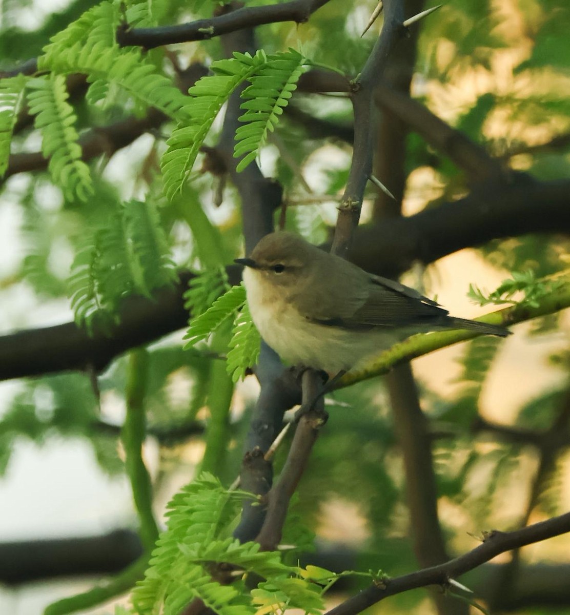 チフチャフ - ML647456394