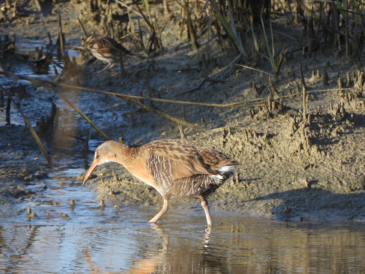 ヒガシオニクイナ（saturatus／scottii） - ML647456395