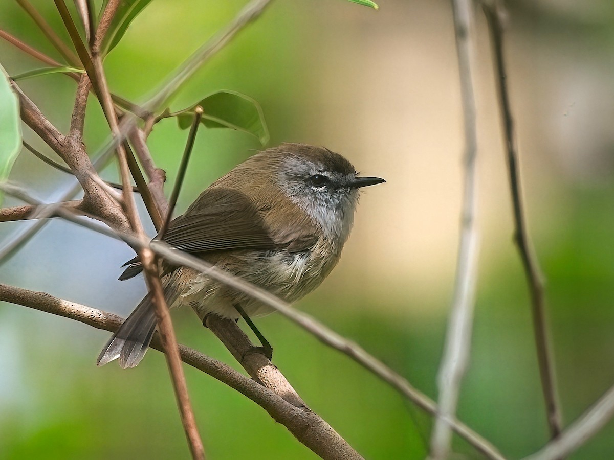 チャイロセンニョムシクイ - ML647456396